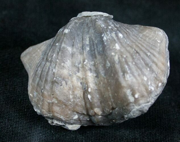Platystrophia Brachiopod Fossil From Kentucky #6612